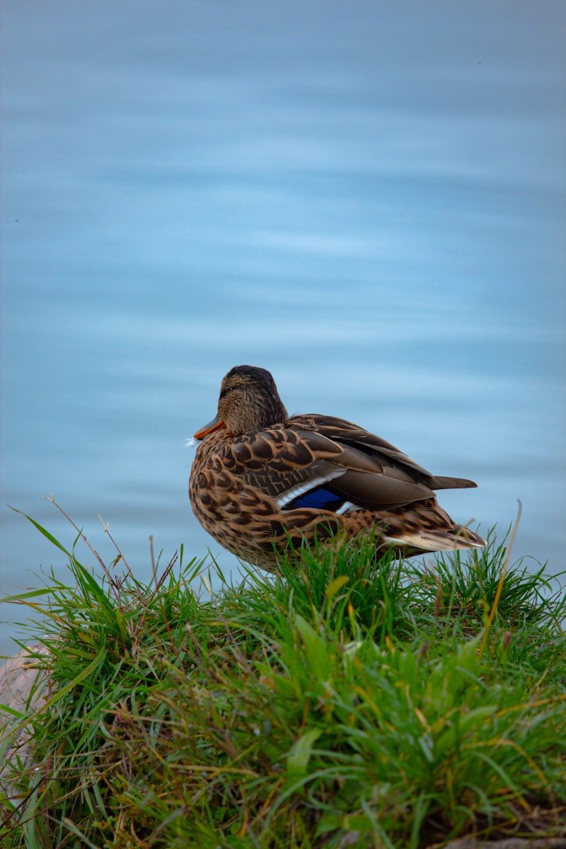 a duck in the grass